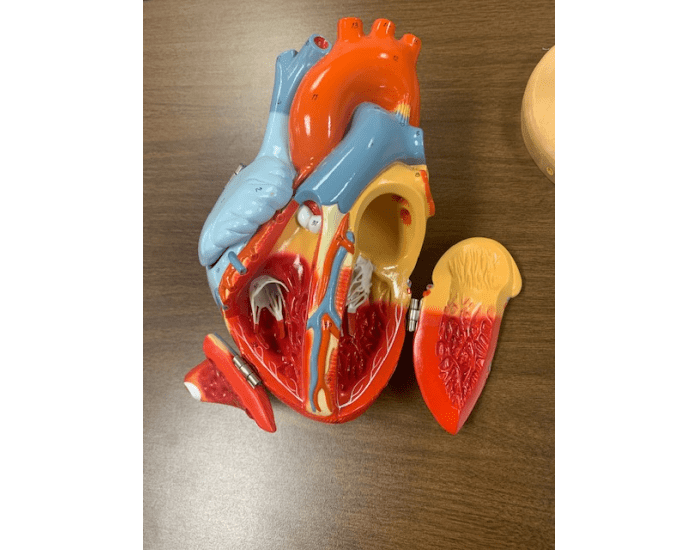 Internal Heart Anatomy Quiz