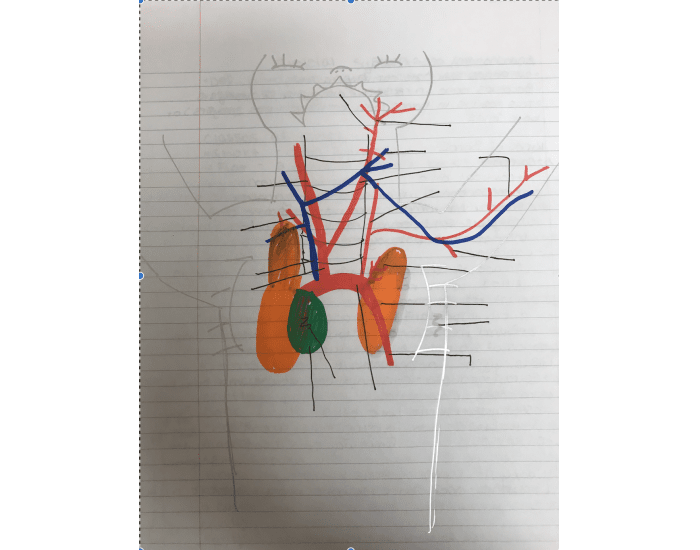Cat dissection 1: circulatory 1 Quiz