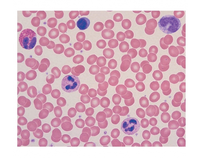 Rbc Label Worksheet Blood Cell Label — Printable Worksheet
