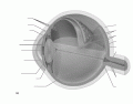 Diagrammatic View of the Eye (Labeling)
