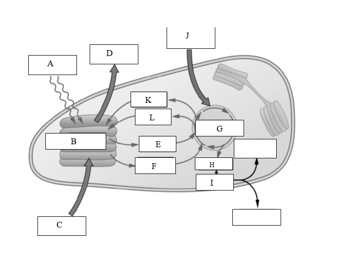 Photosynthesis Overview Quiz