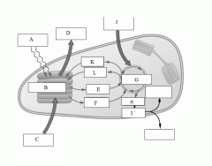 Identifying Interphase and Phases of Mitosis Quiz