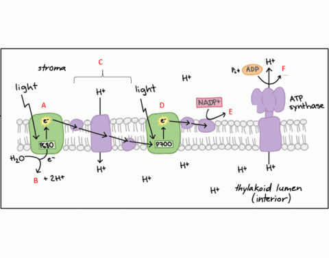 Identifying Interphase and Phases of Mitosis Quiz