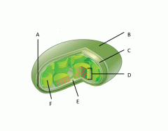 Identifying Interphase and Phases of Mitosis Quiz
