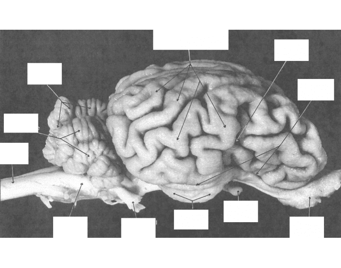 lateral view #1 Quiz Biology Diagrams