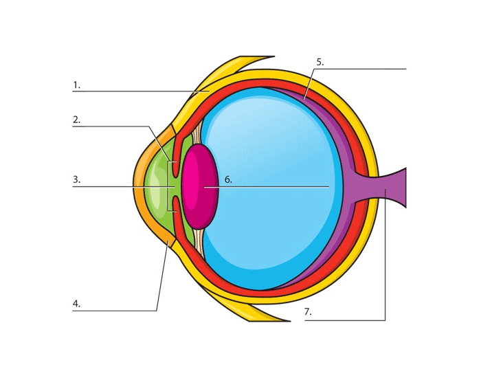 Eye Diagram Labeling Printable Worksheet