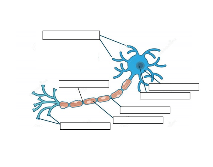 Neuron Quiz