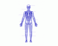 Bones body 3eso
