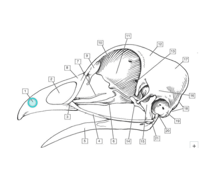 Avian Skull Quiz Avian Skull Quiz