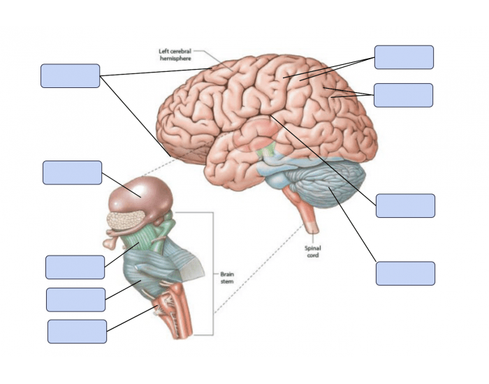 Introduction To Brain Structures Printable Worksheet