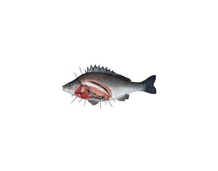Perch Dissection Printable Worksheet