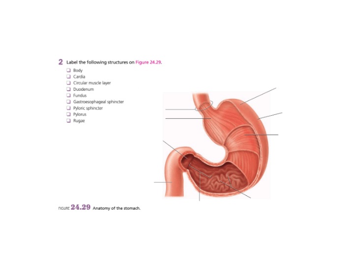 Anatomy of the Stomach Quiz