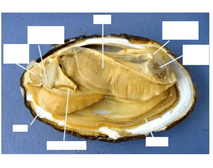 Clams Worksheet Clam Dissection — Printable Worksheet