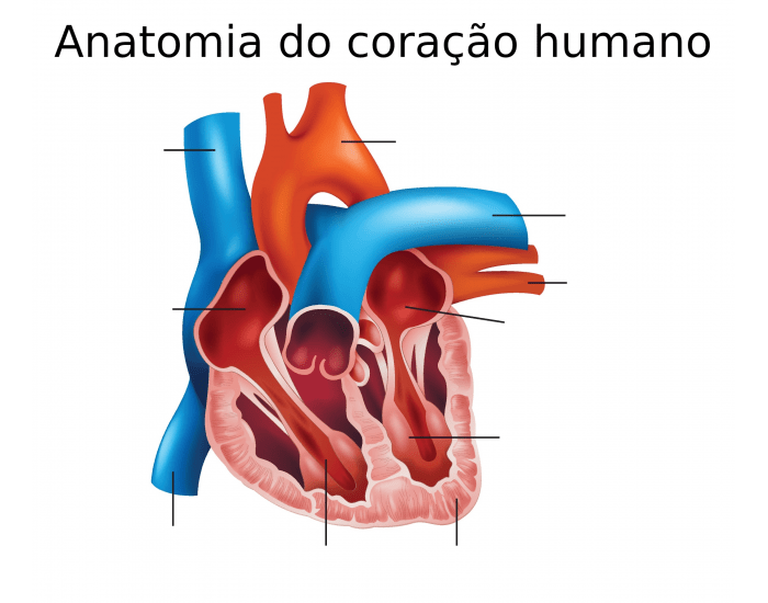 ANATOMIA INTERNA DO CORAÇÃO Quiz