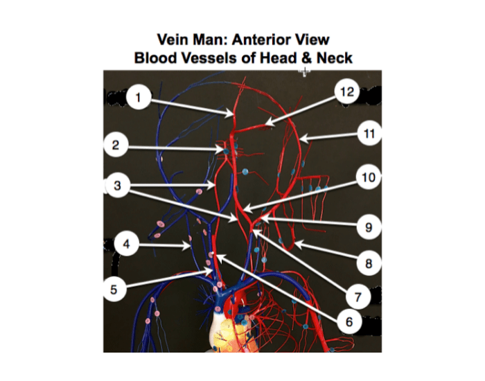 Blood vessels of head and neck Quiz