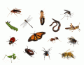 Bugs in French