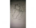 Heart Structure Posterior View