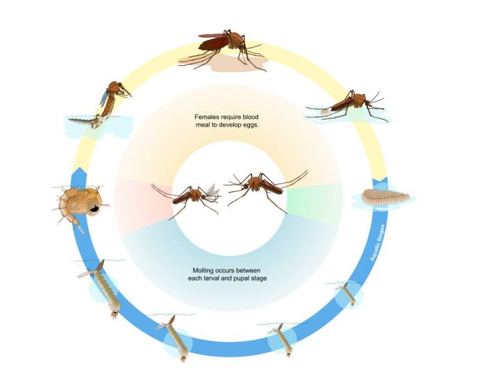 Mosquito Life Cycle Quiz