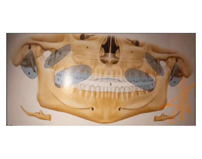 Soft Tissues Quiz Biology Diagrams