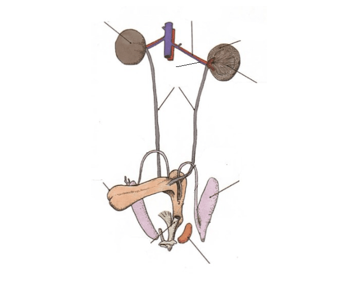 Rabbit Male Urogenital System Quiz