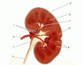 Kidney Vasculature