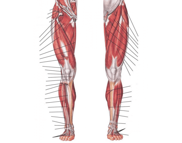 Anatomia Muscular Dos Membros Inferiores Músculos Do Membro Inferior