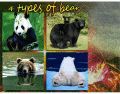 4 Types of Bears