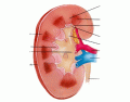Kidney Structural Anatomy