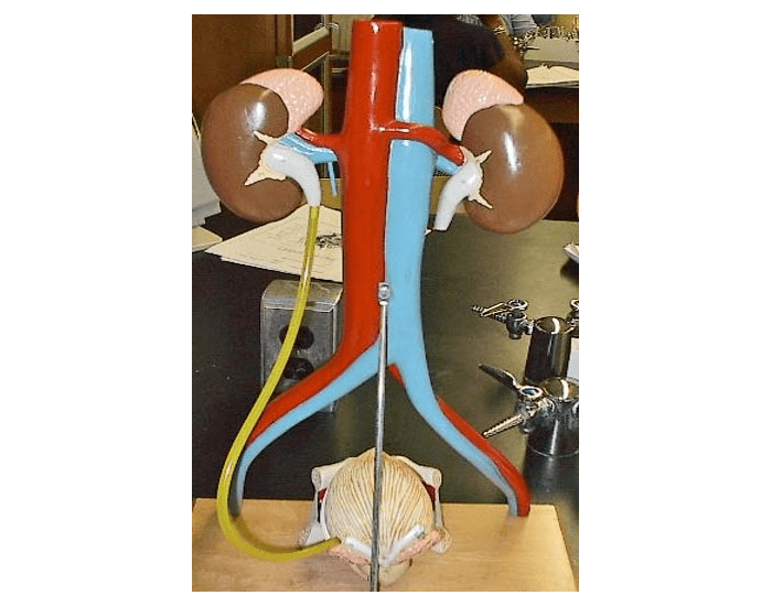 Urinary Bladder Model Labeled