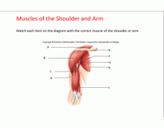 Muscles of the Shoulder and Arm