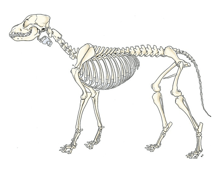 Label The Axial Skeleton Printable Worksheet