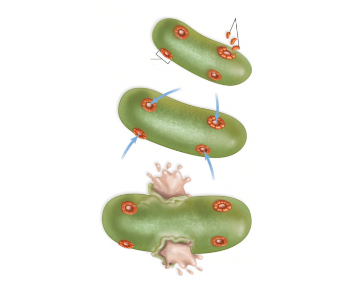 action of the complement system Quiz