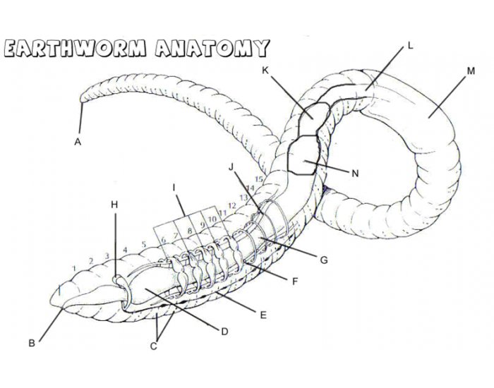 Worm Diagram Quiz