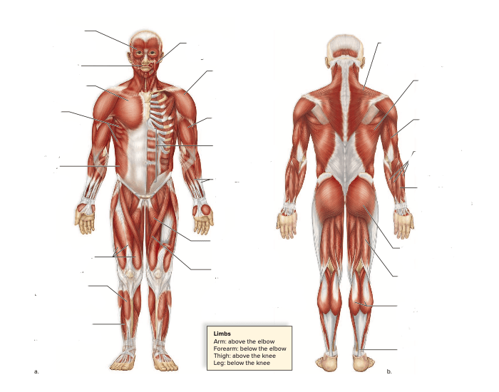 2: Unveiled human body. Illustration of the main skeletal muscles