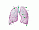 Lung Labeling