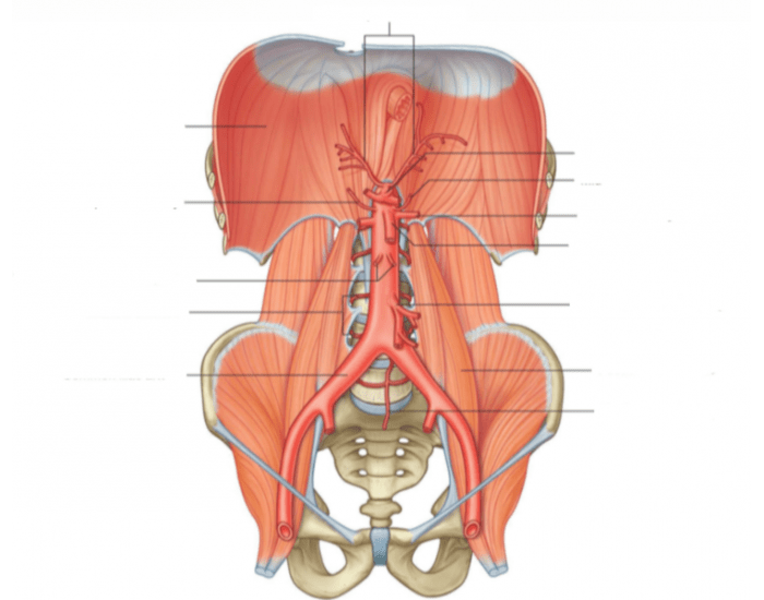 GENERAL ANATOMY I - abdominal aorta Quiz