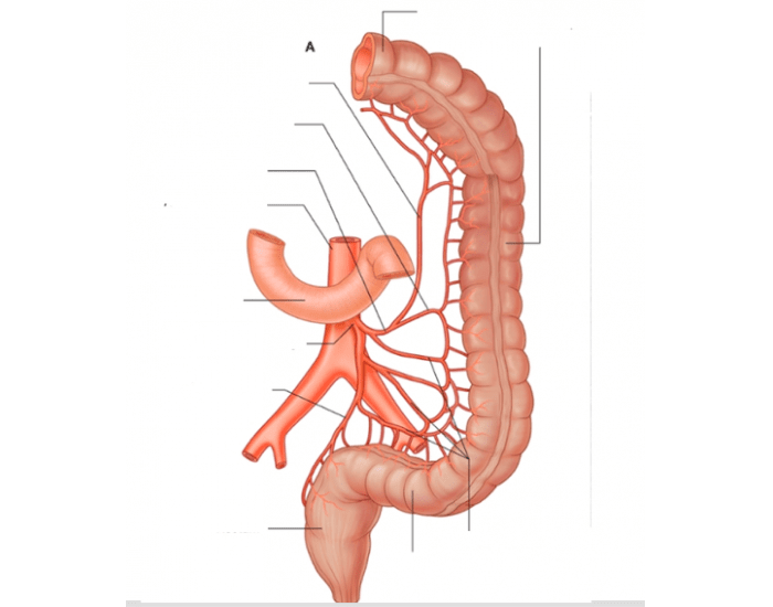 GENERAL ANATOMY I - inferior mesenteric artery Quiz