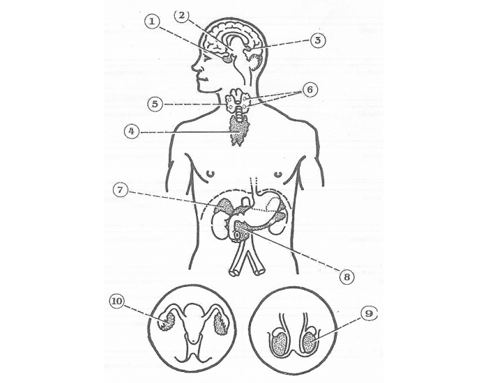 Anatomy: Unit 11-Endocrine System Structures Quiz