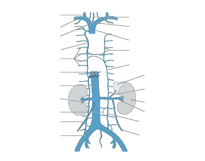 GENERAL ANATOMY I - inferior & superior vena cava Quiz