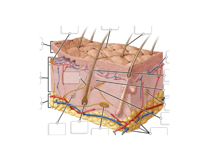 Skin Label Test Skin Label Quiz