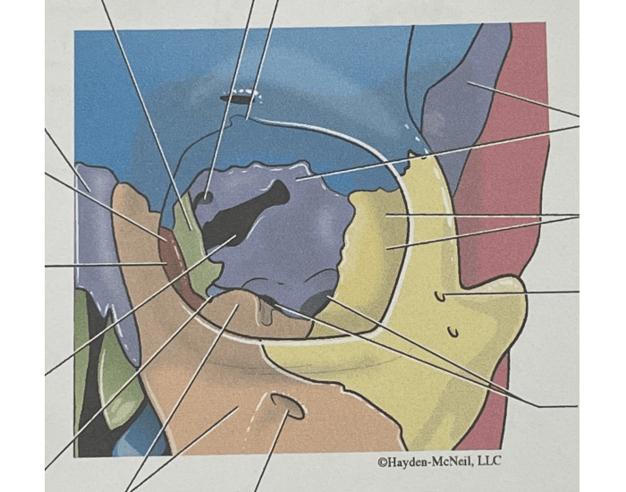 cranium - orbit bones of skull Quiz