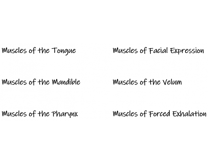 Speech Muscles 3 Quiz
