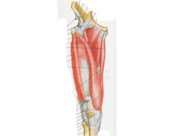 Anatomia aplicada Quadril e coxa- Músculos Quiz