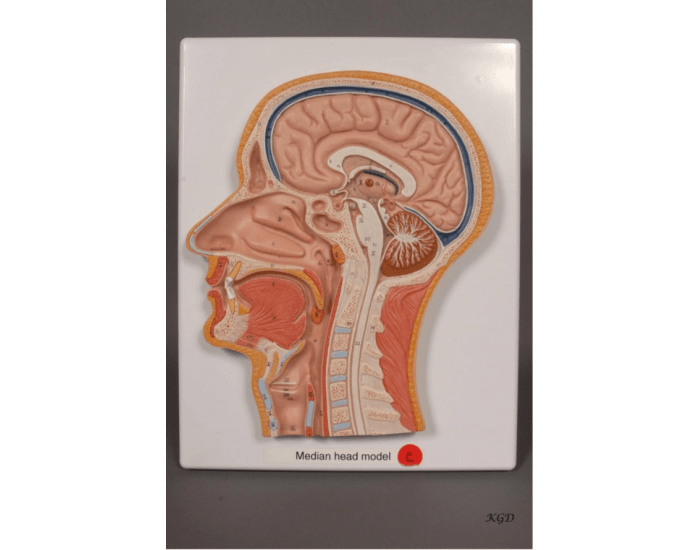 Median head model Quiz