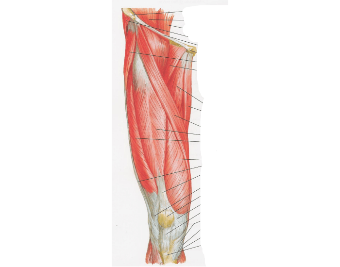 Anatomia aplicada da coxa- Músculos Quiz