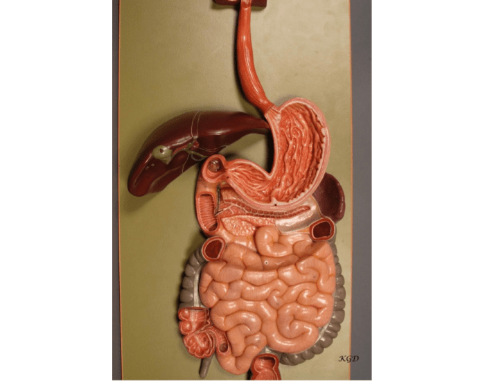 Large Digestive Model Quiz