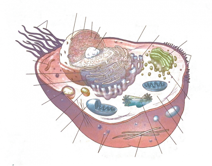 Generalization Cell The generalized cell Quiz