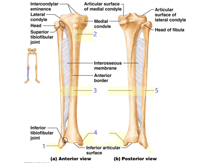 Tibia, Fibula Quiz