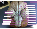 Cranial nerves model