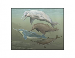 River dolphins